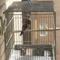 پرنده سره|پرنده|تهران, سهروردی|دیوار