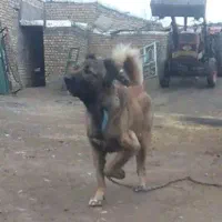 واگذاری سگ