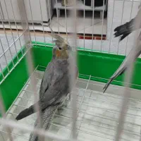 عروس هلندی نر و ماده جوان