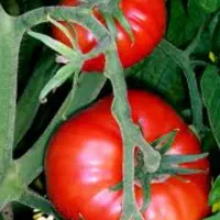 نشا تولکی گوجه