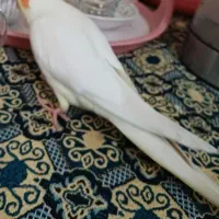 عروس هلندی گمشده دهقاید|حیوانات|برازجان, |دیوار