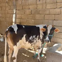 گاو و گوساله|حیوانات مزرعه|بندرعباس, |دیوار