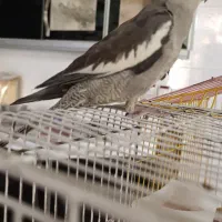 عروس هلندی ماده