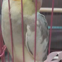 عروس هلندی نر|پرنده|ساوه, |دیوار