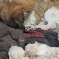 پیکینیز .۲۰.ر.و.زه|سگ|هشتگرد, کوی یاران|دیوار