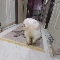 سگ شیتزوتریر|سگ|اهواز, سپیدار|دیوار