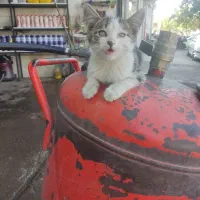 پیشی گربه اهلی