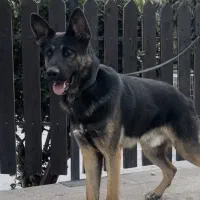 سگ ژرمن نر نگهبان آموزش دیده