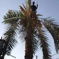 قطع نخل بریدن  استادنخل موریانه هرس نخل درخت|خدمات باغبانی و درختکاری|اهواز, شهرک نفت|دیوار