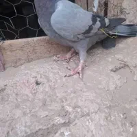 7تا کبوتر فروشی|پرنده|ریگ ملک, |دیوار