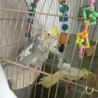 عروس هلندی جفت