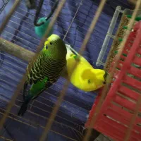 مرغ عشق|پرنده|فردیس, سپید دشت|دیوار