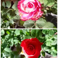 خرید آنلاین گل آپارتمانی و حیاطی و کاکتوس و ...