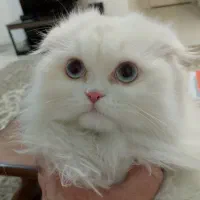 اسکاتیش فلد سفید