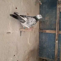 جوجه کفتر فروشی