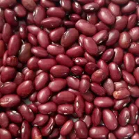 لوبیا قرمز درجه یک