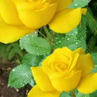 مشاوره خانواده و روابط زناشویی تضمینی کاملارایگان|فعالیت داوطلبانه|بیرجند, |دیوار