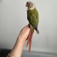 گرینچیک آناناسی دبل رد دستی|پرنده|قم, هنرستان|دیوار