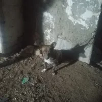سگ پاکوتاه