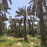 باغ شهری ۲۰۰۰ متری|فروش خانه و ویلا|جهرم, |دیوار