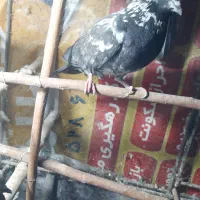 کفتر پاکستانی سرخ پوستی