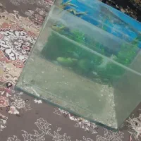 آکواریوم سالم