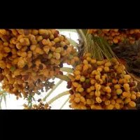 نخل برحی با بار رطب