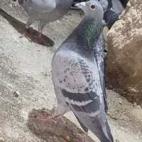 تیپ نر پلاکی سبزمگس باگوشی هم معاوضه هم میشه