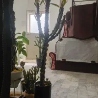 کاکتوس|گل و گیاه طبیعی|شاهرود, |دیوار