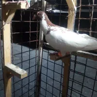 کبوتر|پرنده|مشهد, شهرک بهارستان|دیوار