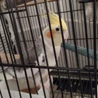 عروس هلندی نر
