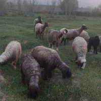 میش و بره