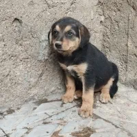 سگ ژرمن|سگ|تاکستان, |دیوار