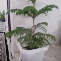 کاج مطبق|گل و گیاه طبیعی|سرپل ذهاب, |دیوار