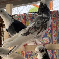 کفتر شازده هما سرور پرشی کبوتر تهرانی نر و ماده