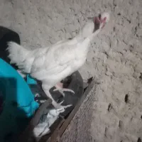 معاوزه با کتوله