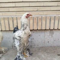خروس برهما|حیوانات مزرعه|هشتگرد, فاز ۳ مهستان|دیوار
