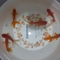 ماهی قرمز|ماهی|بهارستان, |دیوار