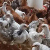 فروش نیمچه گلپایگانی و محلی