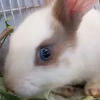 خرگوش خونگی چشم رنگی
