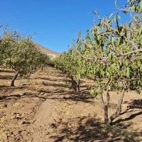 باغ/بادام مامایی/مجوزساخت/استخر/سند|فروش دفتر صنعتی، کشاورزی، تجاری|بن, |دیوار