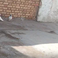 پرنده تار شده