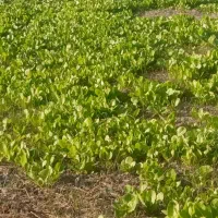 بذرکاهوسفیدروغنی|خوردنی و آشامیدنی|کردکوی, |دیوار