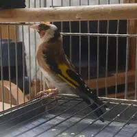 سهره ۴گل نما جفت خور قناری