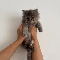 بچه گربه پرشین هیمالین