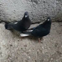 کبوتر