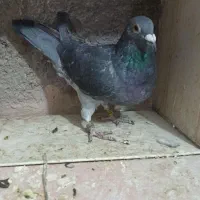 دو عدد نر|پرنده|خرم‌آباد, |دیوار