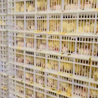 جوجه گوشتی راس صادراتی|حیوانات مزرعه|تهران, بازار|دیوار