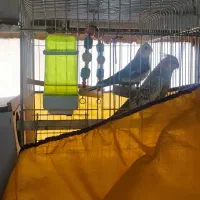 عروس هلند.ی|پرنده|اهواز, پدافند|دیوار