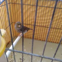 قناری نر جوان|پرنده|کنگاور, |دیوار